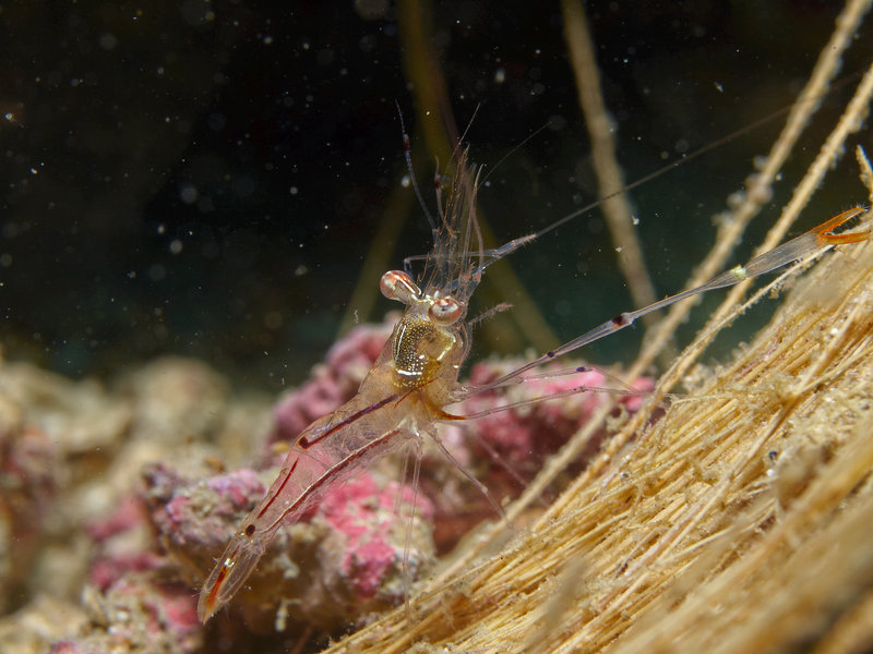 Shrimp, Nudibranch City